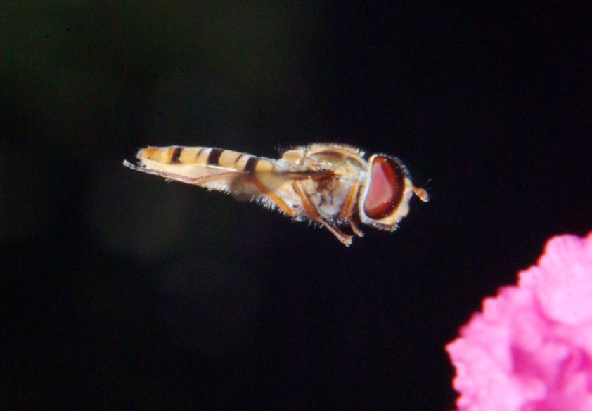 Le meraviglie  Sirfide in volo.